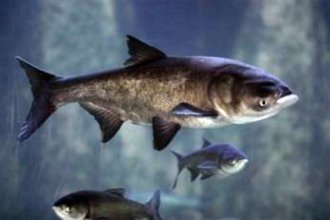 &ldquo;No los devuelvan al agua&rdquo;: los peces que CARU recomienda combatir en el río Uruguay