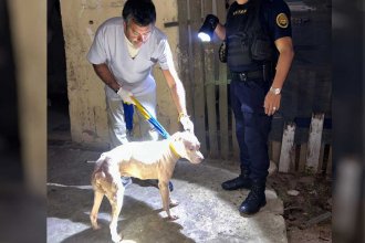 Maltrato animal. Rescataron a un pitbull desnutrido y en estado de abandono