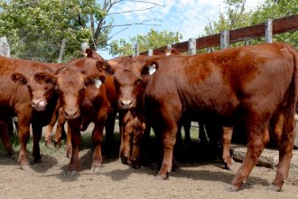 Fuerte suba de la hacienda en marzo: todas las categorías en alza, pese a la caída del consumo de carne