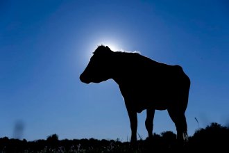 Uruguay hace pruebas en &ldquo;jaulas de campo&rdquo; contra la bichera y capta la atención de investigadores de la región