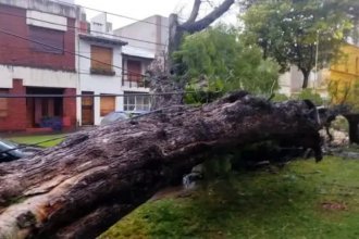 Árbol de gran porte cayó sobre un vehículo estacionado y provocó importantes daños