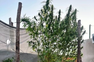 ¿Por qué la Policía secuestró 21 plantas de marihuana a un hombre que tenía credencial REPROCANN vigente?