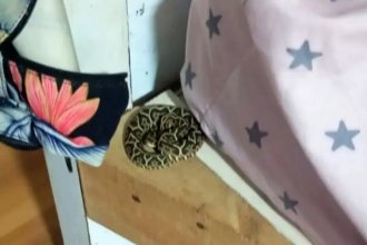 ¡Sorpresa y susto para una familia! Apareció yarará enrollada en la cama de una criatura