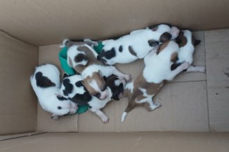 Rescatan a una perra y sus cachorros tras un allanamiento por presunto maltrato animal