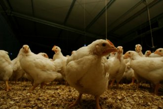 Buena noticia para la provincia: Argentina restituye su estatus de país libre de influenza aviar altamente patógena