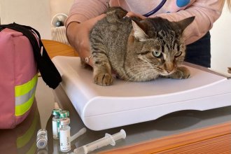 Hay alerta sanitaria por un brote de panleucopenia felina en ciudad de la costa del Uruguay y piden reforzar la vacunación