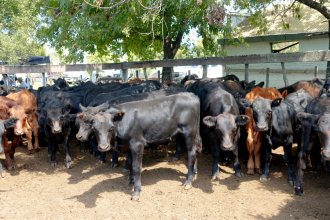 Tras meses de firmeza, la hacienda entrerriana busca un nuevo equilibrio con bajas generalizadas