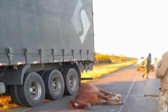 Animal suelto se atravesó en la ruta 14, provocó violento choque y dejó un hombre herido