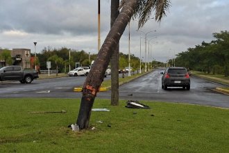 Entraron abejas a su auto, perdió el control y chocó contra una palmera