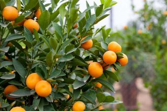 &ldquo;Serios nubarrones&rdquo;: desde CECNEA describen el crítico escenario que afronta la exportación de citrus del nordeste