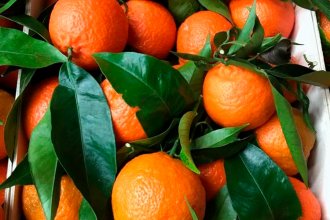 Fuerte crisis del citrus entrerriano: alertan que productores están vendiendo sus activos para subsistir