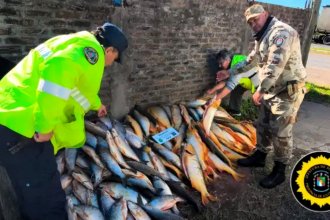 Durante operativo, decomisaron un cargamento ilegal con casi 200 pescados