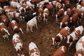 Productores uruguayos admiten que &ldquo;bagayean&rdquo; desde Concordia un producto para frenar &ldquo;pandemia&rdquo; de garrapatas