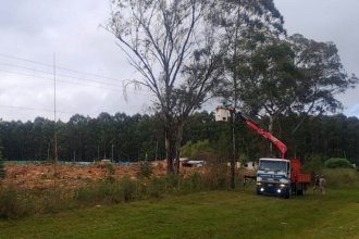 Talaban un árbol, cayó sobre la línea de media tensión y dos localidades quedaron sin energía eléctrica