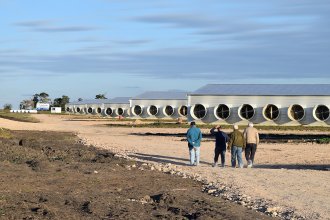 Invierten más de 6 millones de dólares en galpones con tecnología de punta y capaces de alojar 522 mil aves