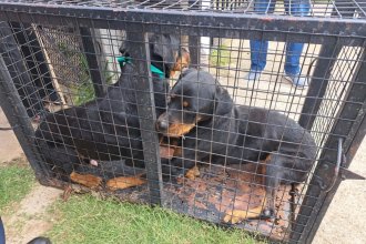 Mujer recibió una pena condicional por maltrato animal