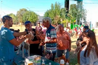 Solicitaron la Banca del Pueblo para proponer que Concordia tenga una política integral de bienestar animal