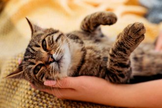Una de las fechas más curiosas y entrañables: es el Día Internacional de Abrazar a un Gato