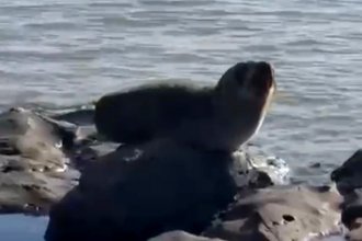 Trabajan para localizar un lobo marino que fue visto a orillas del río Uruguay