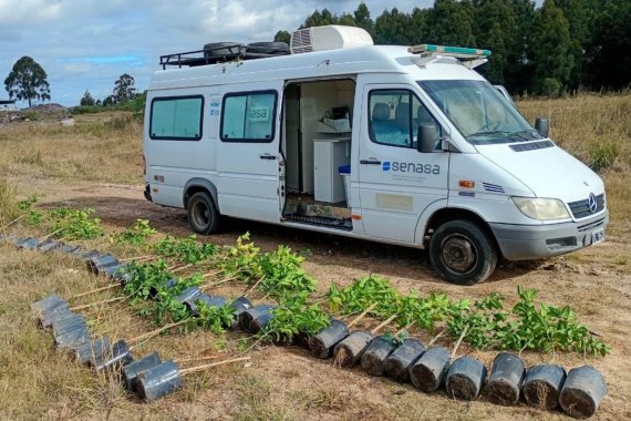 Frenan en la ruta 14 un cargamento de plantas cítricas sin control sanitario y las destruyen por riesgo de HLB