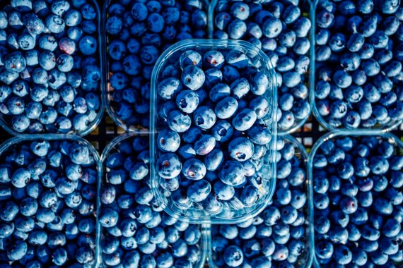 Proyectan una cosecha mejor del arándano argentino, favorecido por la popularidad creciente de ser un &ldquo;superalimento&rdquo;