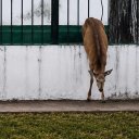 Rescataron a un ciervo que quedó atrapado en la reja de una vivienda
