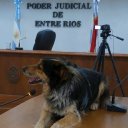 Juicio abreviado por perro ahorcado: acordaron pena de prisión condicional y otras medidas para el acusado