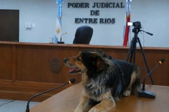 Juicio abreviado por perro ahorcado: acordaron pena de prisión condicional y otras medidas para el acusado