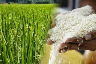 &ldquo;Cada vez somos menos&rdquo; y &ldquo;ya hay despidos en los molinos&rdquo;, lamentó un productor arrocero entrerriano