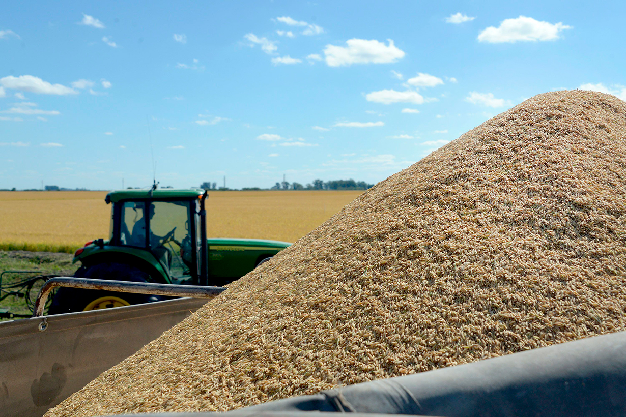 Crisis de precios, baja rentabilidad de exportaciones y la suba del gasoil amenazan a productores pequeños de arroz - Noticias - Elentrerios.com