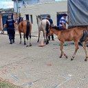 &ldquo;Devuelvan el caballo&rdquo;. Senadora radical publicó un críptico posteo dirigido al intendente Azcué y la vice Reta de Urquiza