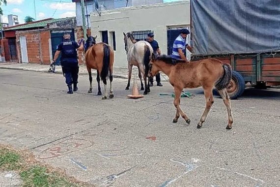 &ldquo;Devuelvan el caballo&rdquo;. Senadora radical publicó un críptico posteo dirigido al intendente Azcué y la vice Reta de Urquiza