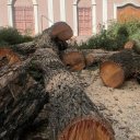 Tala de árboles en Colón: nota dirigida al intendente pregunta los motivos, el plan de reforestación y qué se hará con la madera