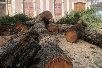 Tala de árboles en Colón: nota dirigida al intendente pregunta los motivos, el plan de reforestación y qué se hará con la madera