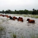 Ante la amenaza de un "Súper Niño", ganaderos de Entre Ríos buscan campos altos para evacuar casi 500 mil cabezas de ganado