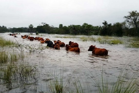 Ante la amenaza de un "Súper Niño", ganaderos de Entre Ríos buscan campos altos para evacuar casi 500 mil cabezas de ganado
