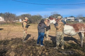 Preñada y en estado crítico: en un operativo policial rescataron a una yegua que sufría maltrato