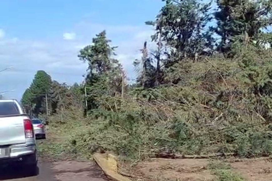 La avenida Rösch, cubierta de árboles caídos