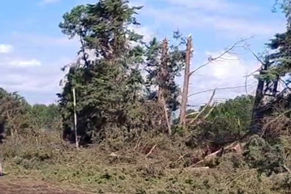 La cola de tornado causó la muerte de una mujer en Concordia. Estaba en su casa cuando un pino cayó encima