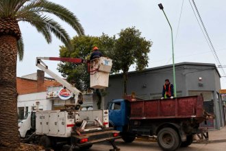 Tecnología contra el picudo: municipio instala sensores con IA para detectar la presencia de la plaga en palmeras