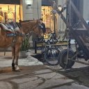Un caballo colapsó por agotamiento mientras tiraba de un carro en pleno centro de Concepción del Uruguay
