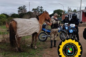 Hallaron al caballo que había desaparecido tras ser retenido