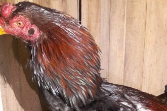 Hallazgo inesperado en allanamiento: descubren criadero de gallos para peleas clandestinas durante procedimiento de Abigeato