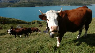 Un año prometedor a nivel global para la producción de carne bovina