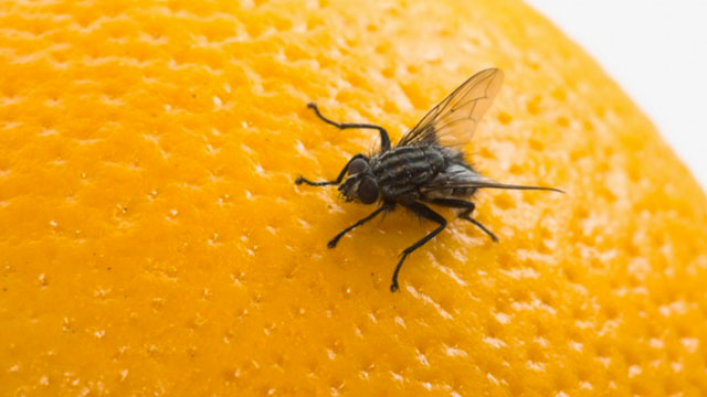 La mosca se trasladó del citrus al arándano