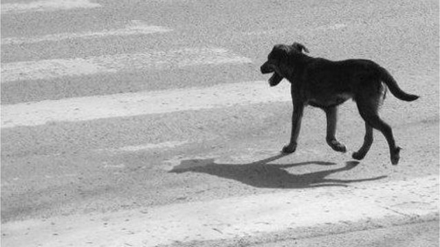 Imagen ilustrativa. Perro cruzando la calle.