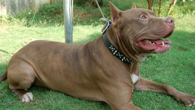 El pitbull es considerado potencialmente peligroso