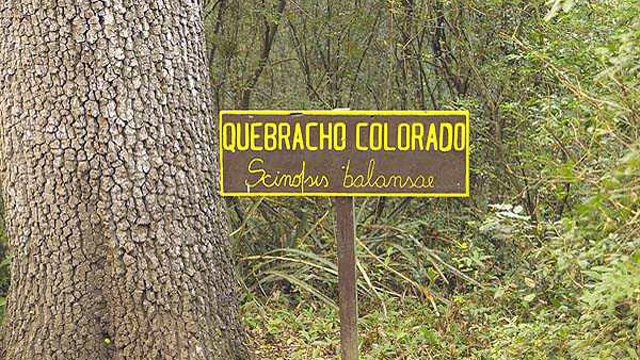 El "árbol forestal argentino"