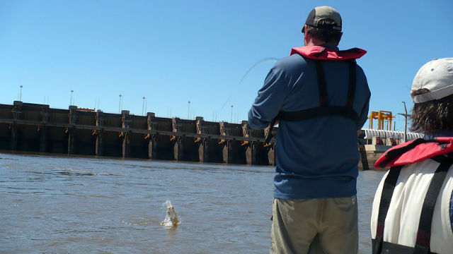 Especialistas debaten sobre pesca en río Uruguay.