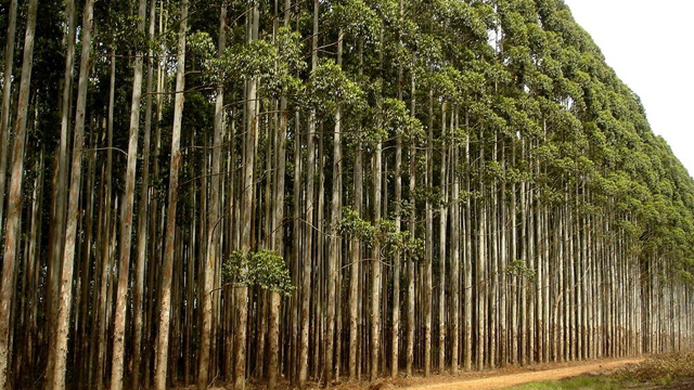 Plantan eucaliptos en tierras del Estado Nacional